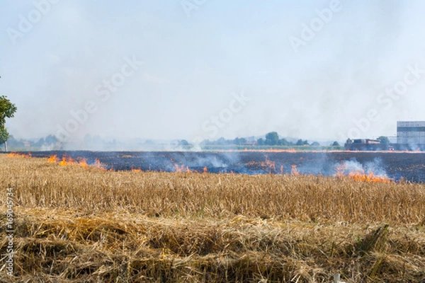 Fototapeta Wheat field in flames Blackened and completely burnt