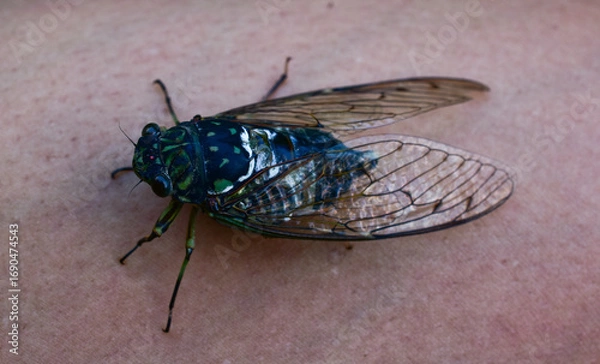 Fototapeta Cicada on human skin background surface cicadidae