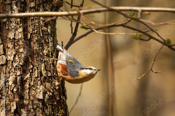 Fototapeta Nuthatch bird on a tree