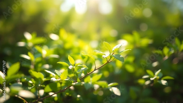 Fototapeta Sunlight filters through lush, green foliage, creating a beautiful and vibrant scene