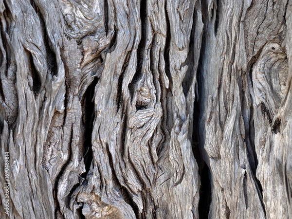 Obraz pattern di un albero di ulivo