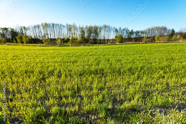 Fototapeta Green field with trees and blue sky