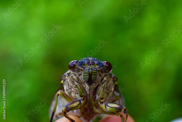 Fototapeta cicada