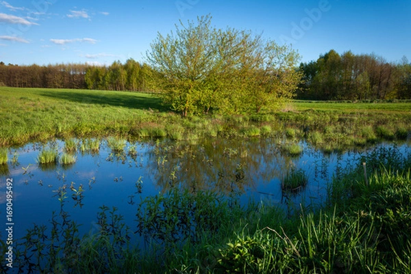 Fototapeta Water on the meadow with trees and blue sky