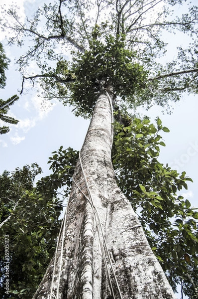Obraz Wallpaper amazon tree until the blue sky