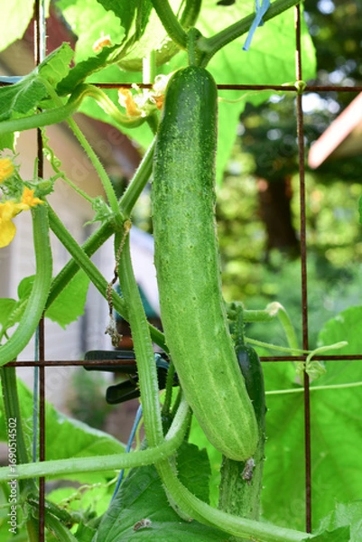 Fototapeta cucumber
