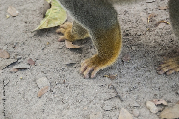 Obraz Portrait Squirrel Monkey (Saimiri sciureus), South American, Monkey Island, Amazon Colombian