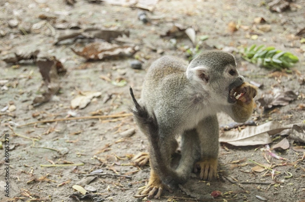 Obraz Portrait Squirrel Monkey (Saimiri sciureus), South American, Monkey Island, Amazon Colombian
