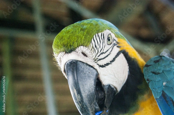 Obraz Gorgeous Scarlet macaws amazonian parrot intense red blue yellow orange and green color