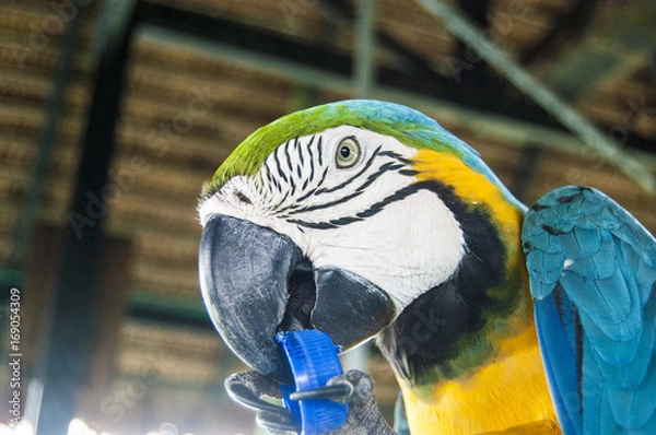 Obraz Gorgeous Scarlet macaws amazonian parrot intense red blue yellow orange and green color