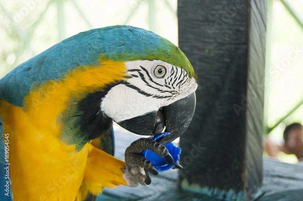 Obraz Gorgeous Scarlet macaws amazonian parrot intense red blue yellow orange and green color