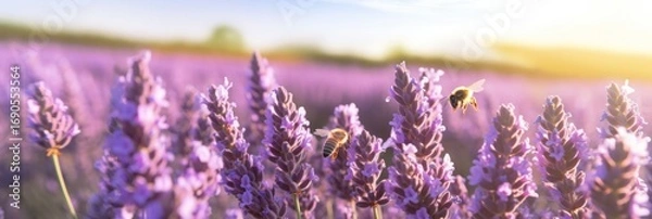 Fototapeta Bees hover over a vibrant field of lavender, bathed in golden sunlight, encapsulating the essence of summer