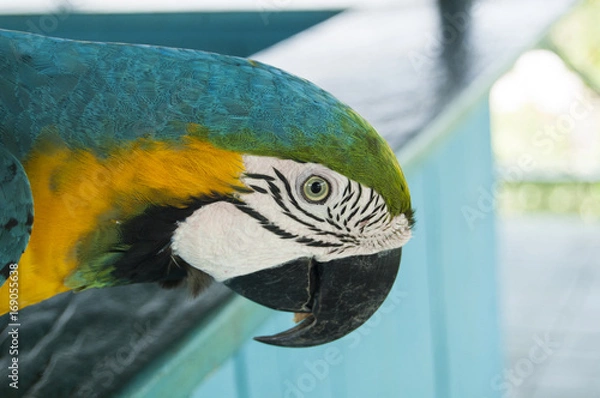 Obraz Gorgeous Scarlet macaws amazonian parrot intense red blue yellow orange and green color