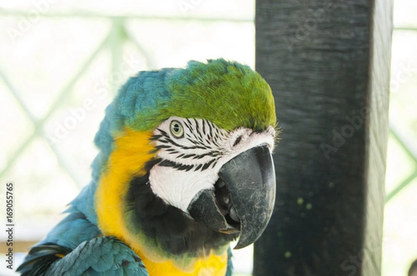 Obraz Gorgeous Scarlet macaws amazonian parrot intense red blue yellow orange and green color