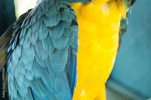 Obraz Gorgeous Scarlet macaws amazonian parrot intense red blue yellow orange and green color