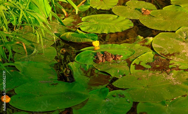 Obraz widok na płynącą spokojnym nurtem rzekę i . odpoczywające żaby na liściach 