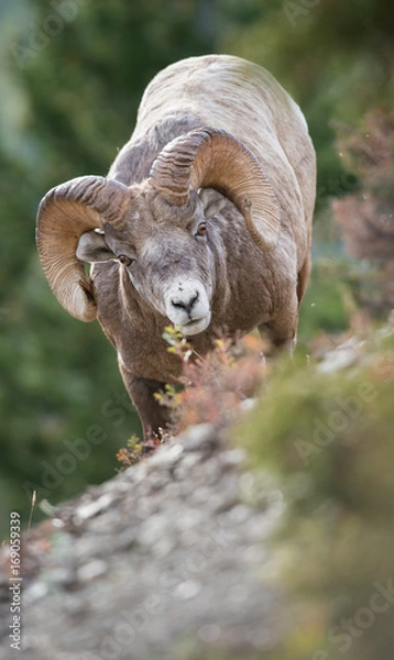 Fototapeta Bighorn