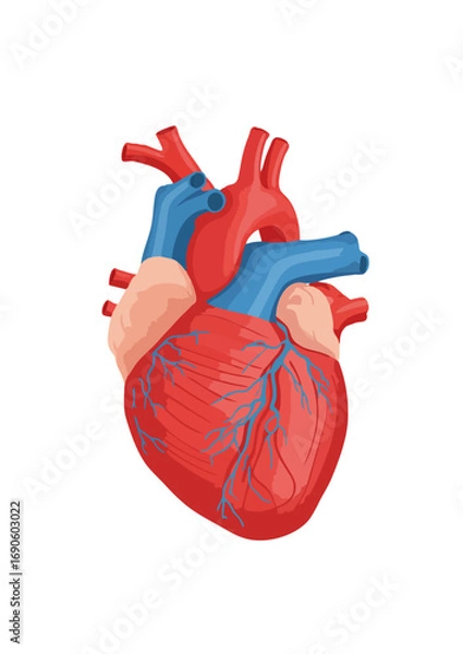 Obraz Heart Anatomy Illustration