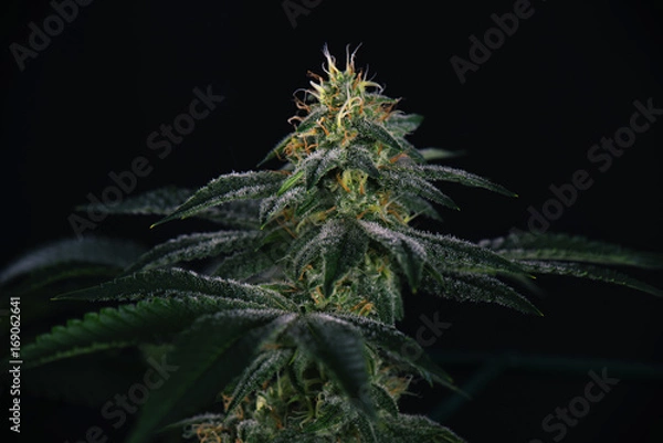 Obraz Cannabis cola (odmiana marihuany fire creek) z widocznymi włoskami i liśćmi na późnym etapie kwitnienia