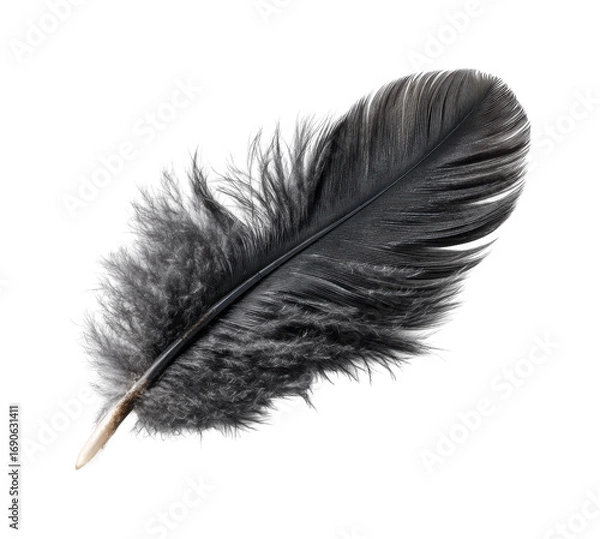 Fototapeta Captivating black feather display nature soft lighting isolated on transparent background, png