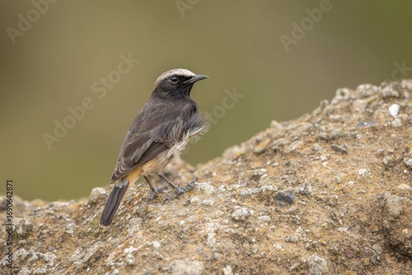 Obraz Abyssinian black wheatear perched on a cliff