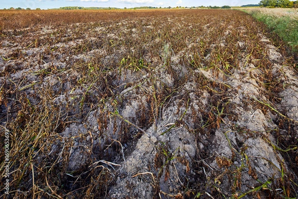 Obraz kartoffelernte