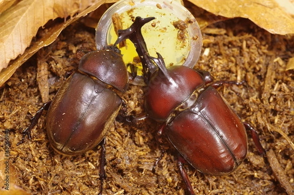Fototapeta 餌を食べるカブトムシの雄と雌