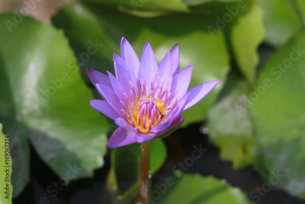 Fototapeta A purple lotus flower that is about to fully bloom has yellow stamens in the center and bright green leaves.
