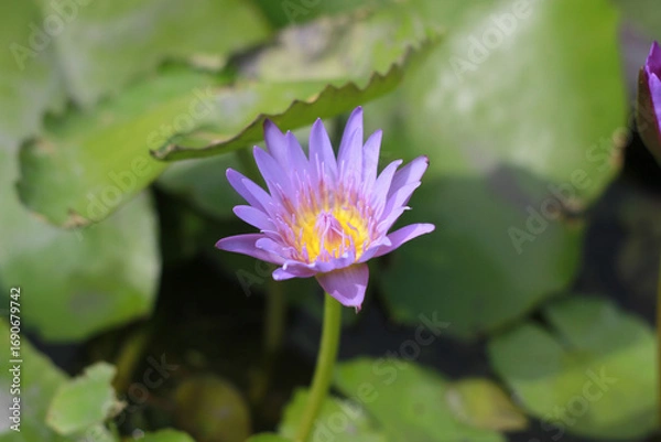 Fototapeta A purple lotus flower that is about to fully bloom has yellow stamens in the center and bright green leaves.