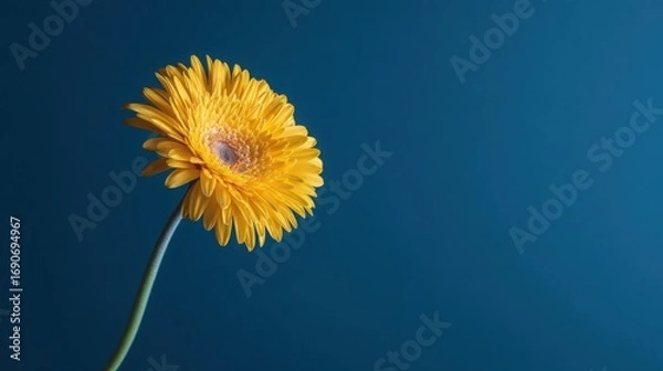 Obraz Single yellow gerbera flower in sharp focus against a vibrant blue background, minimalist floral elegance.
