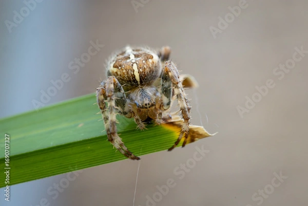 Fototapeta A detailed macro photograph of a spider clinging to the edge of a green leaf, with its patterned body and fine web strands clearly visible.