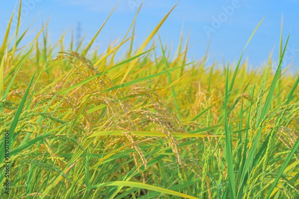 Fototapeta 秋の田んぼと実る稲穂