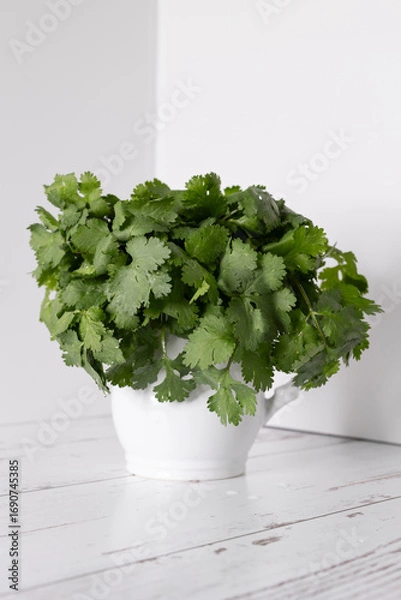 Obraz Cilantro in white pitcher 