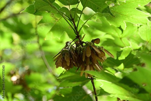 Obraz カエデの翼果（カジカエデ）