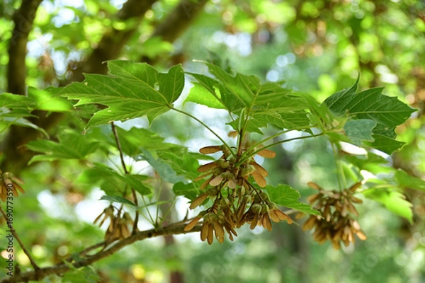 Obraz カエデの翼果（カジカエデ）