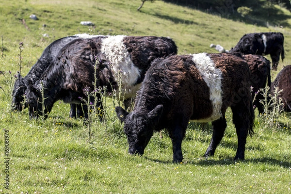 Obraz Belded Galloway Cattle