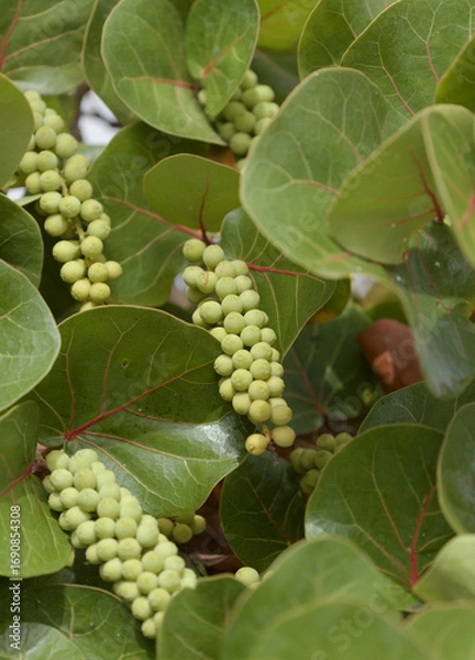 Obraz Fruit of  Coccoloba uvifera seagrape, natural macro floral background