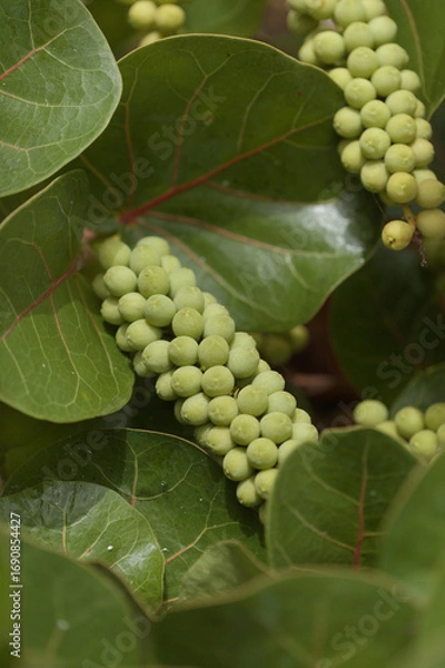 Obraz Fruit of  Coccoloba uvifera seagrape, natural macro floral background