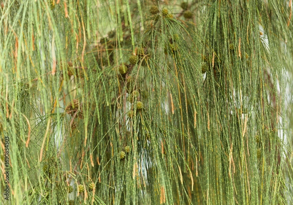 Obraz Cones of Casuarina equisetifolia, Australian pine tree fruit 