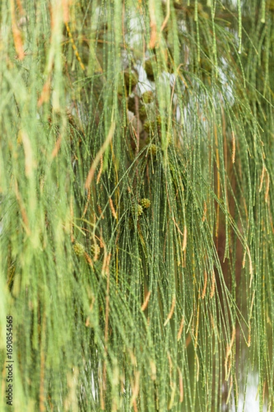 Obraz Cones of Casuarina equisetifolia, Australian pine tree fruit 