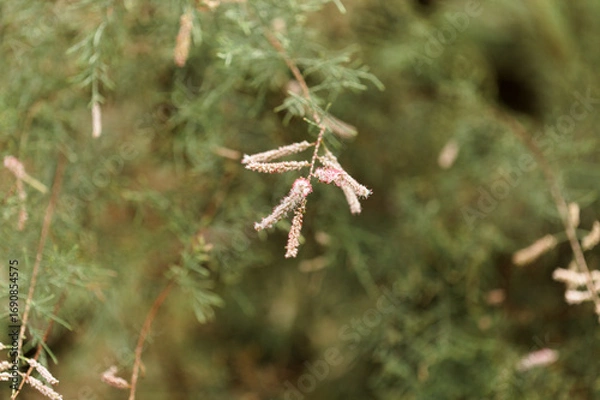 Obraz Flora of Gran Canaria - inflorescences of small pink flowers of Tamarix canariensis, 
plant endemic to Canary Islands, natural macro floral background