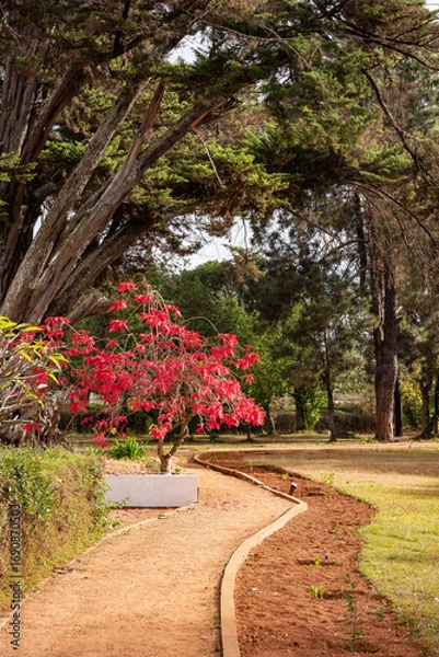 Fototapeta path in the park