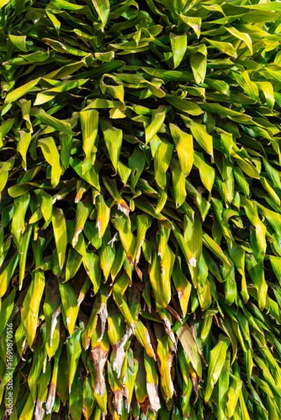 Fototapeta green leaves background