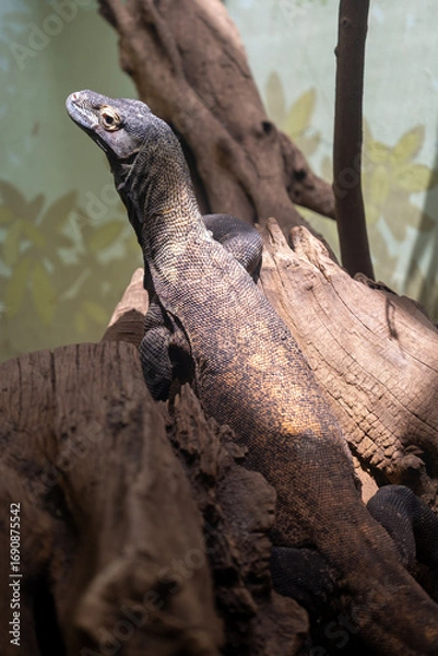 Obraz iguana on a tree