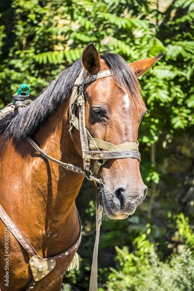 Fototapeta A horse without a rider grazes near the forest.