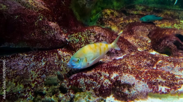 Fototapeta A vibrant fish explores a rocky underwater landscape covered with red algae. The ocean floor is alive with color and marine life in this beautiful aquatic setting.