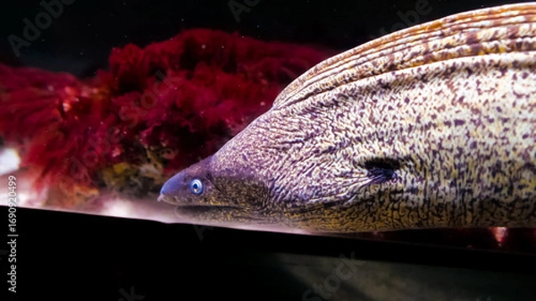 Fototapeta A moorish eel swims slowly through a colorful coral environment, showcasing its distinctive markings. The aquarium setting highlights the beauty of marine life and ecosystems.