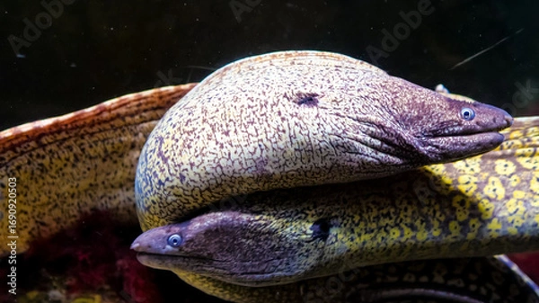Fototapeta Two vibrant moray eels are seen coiled together in a lively underwater environment filled with marine life and coral formations.