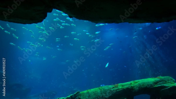 Fototapeta Beneath the surface of a calm sea, a vibrant school of fish glides effortlessly through the water, surrounded by stunning blue hues and natural formations.