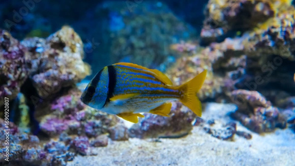 Fototapeta A brightly colored fish glides gracefully through clear water, navigating around textured rocks while showcasing its vivid yellow and blue stripes in an aquarium setting.